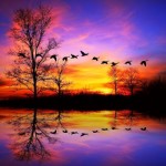 geese