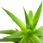 aloe in a plant