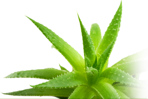 aloe in a plant