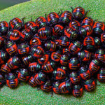 bugs