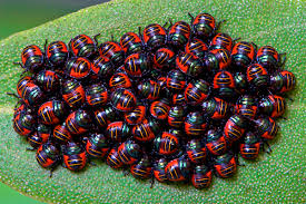 bugs