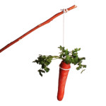Carrot
