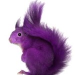 squirel color