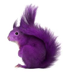 squirel color