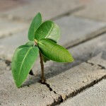 sapling i