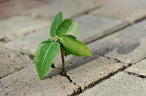 sapling i